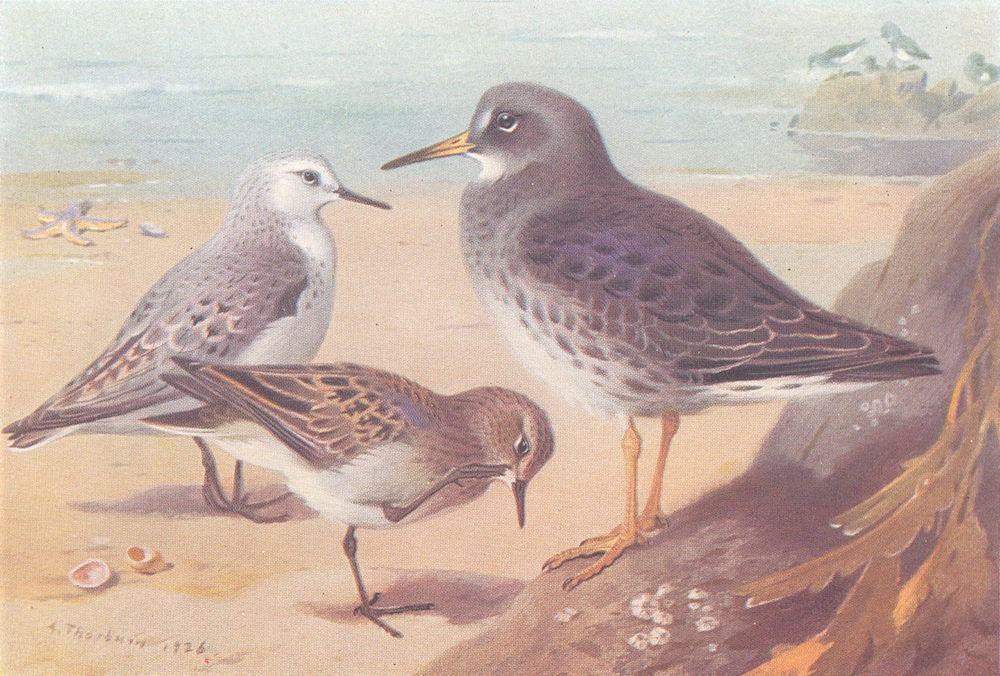BRITISH BIRDS. Sanderling; Temminck's Stint; Purple Sandpiper. THORBURN 1926